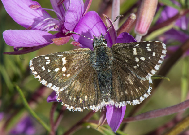 Pyrgus onopordi? No, Pyrgus carthami, Hesperiidae